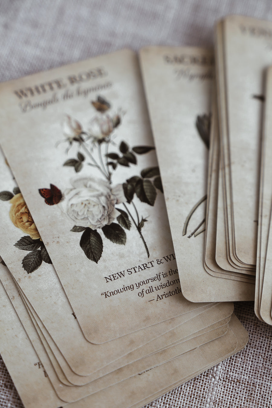 Botanical Cards