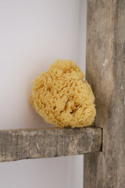 Natural Sea Sponge