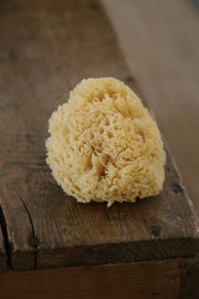 Natural Sea Sponge